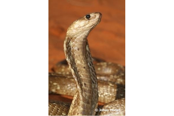 African Saw Scaled Viper Echis_ocellatus_from_Ghana